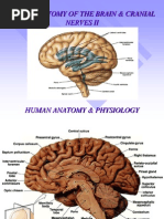 Brain II and Cranial Nerves.