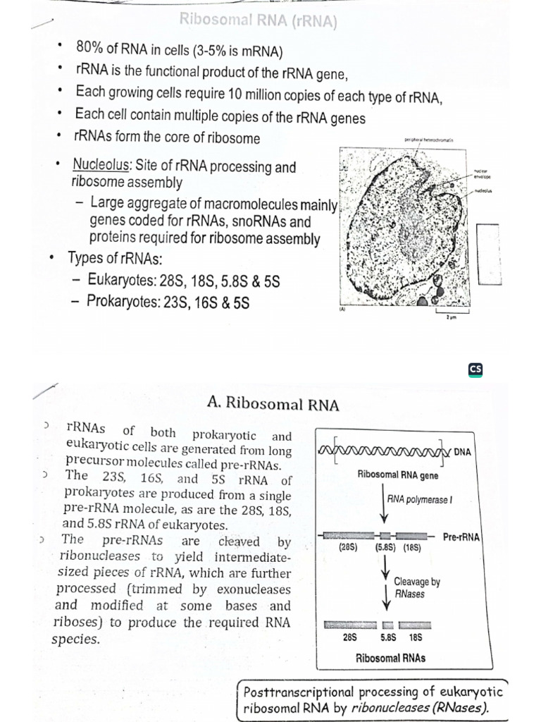 Ribosomal Rna | PDF