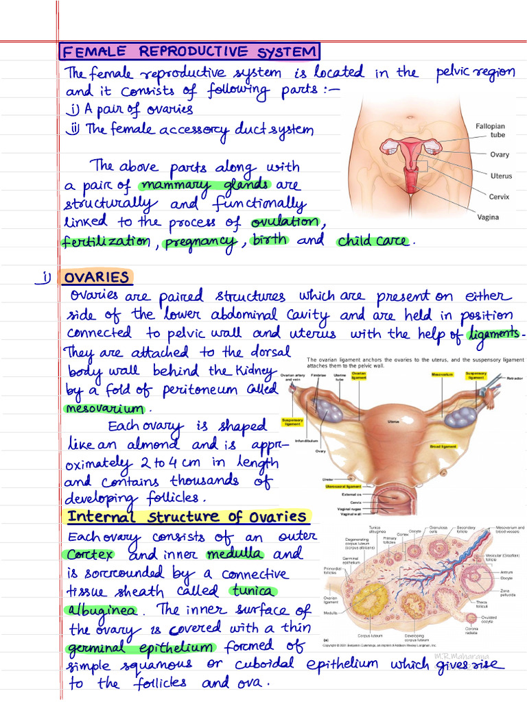 Overview of the Female Reproductive System | PDF | Ovary | Uterus