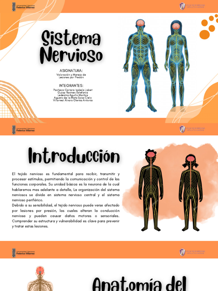 Anatomía y Fisiología del Sistema Nervioso | PDF | Sinapsis | Sistema ...