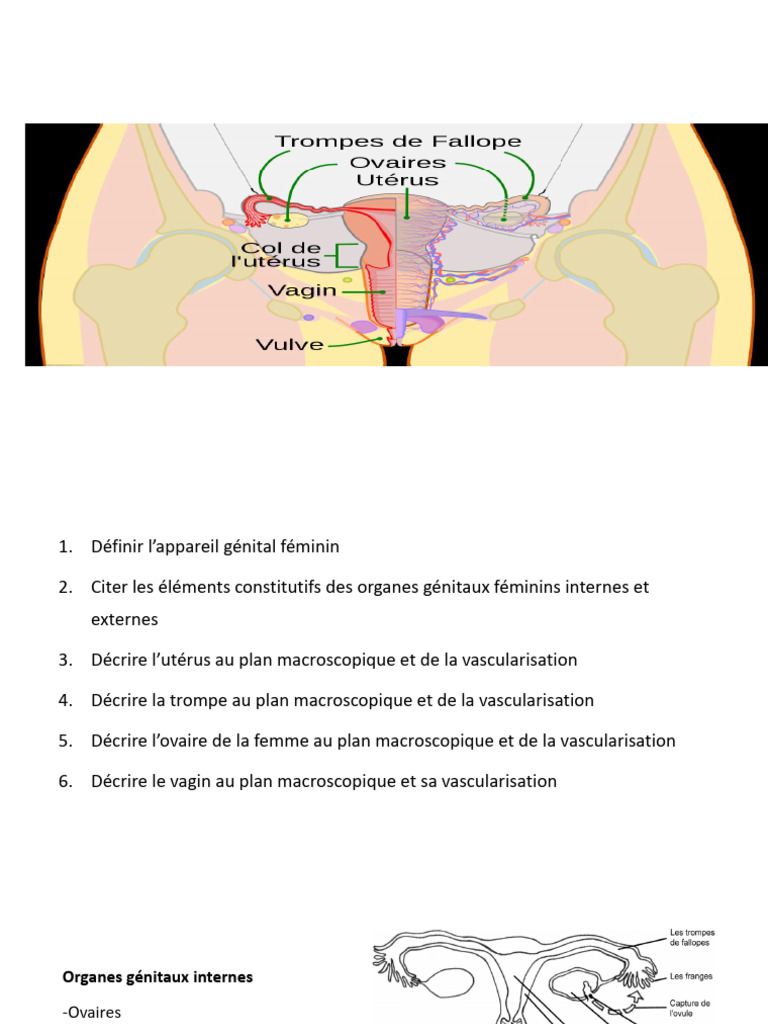 Anatomie Des Organes G nitaux F minins PDF Ut rus Clitoris