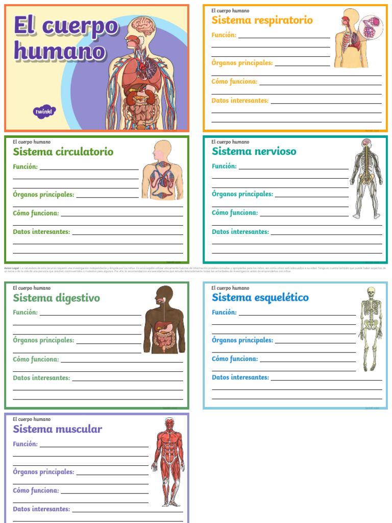 Sistemas del Cuerpo Humano para Niños | PDF