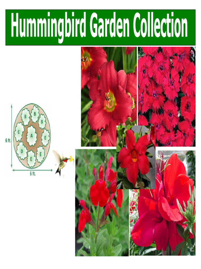 Hummingbird Garden Collection | PDF