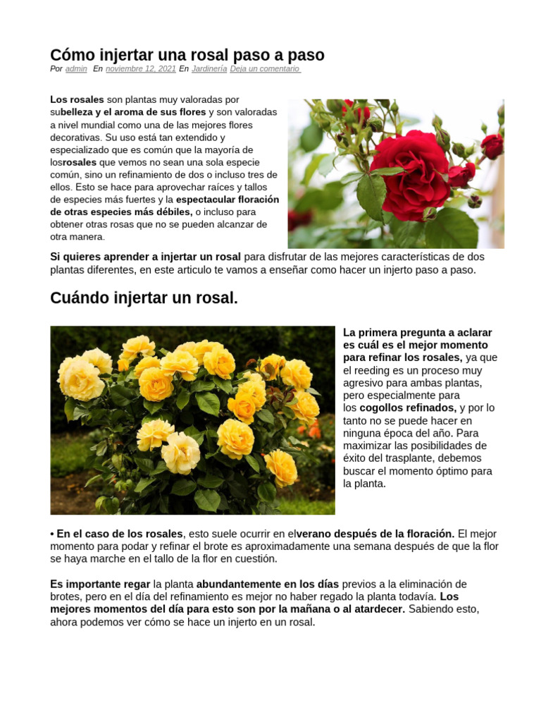 Cómo injertar un rosal fácilmente | PDF | Injerto | Rosa