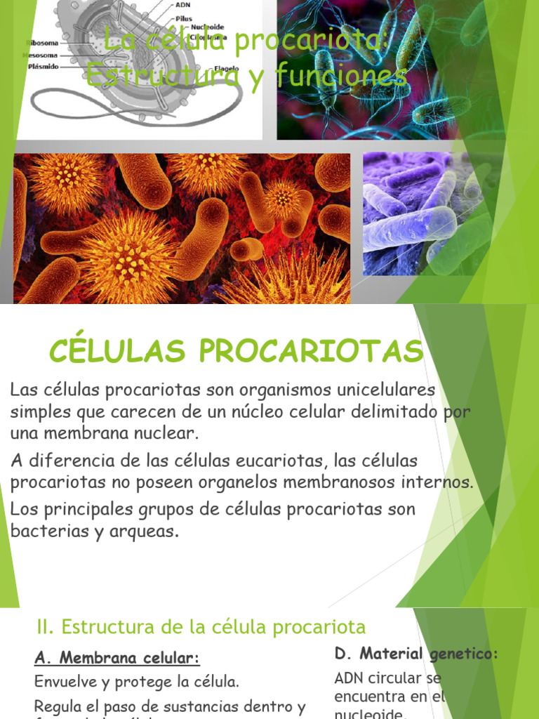 Estructura y funciones de células procariotas | PDF | Biología Celular ...