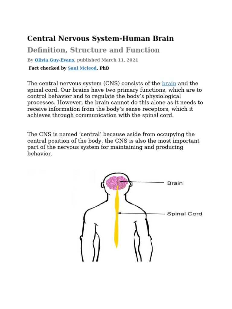 Central Nervous Systemhuman Brain | PDF | Central Nervous System | Brain