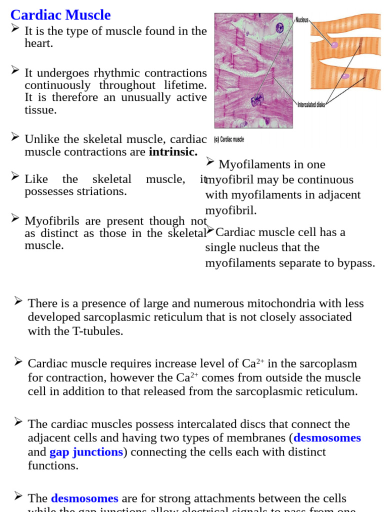 Cardiac and Smooth Muscle Overview | PDF | Muscle Contraction | Muscle