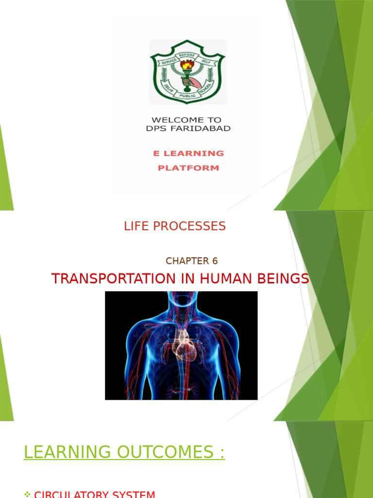 Overview of Human Circulatory System | PDF | Atrium (Heart) | Heart