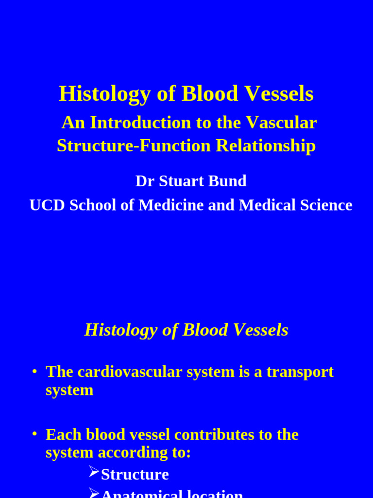 Histology of Blood Vessels Overview | PDF | Blood Vessel ...