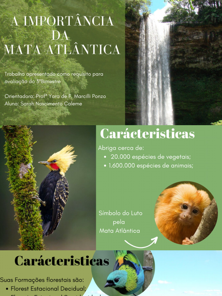 A Importancia Da Mata Atlântica | PDF