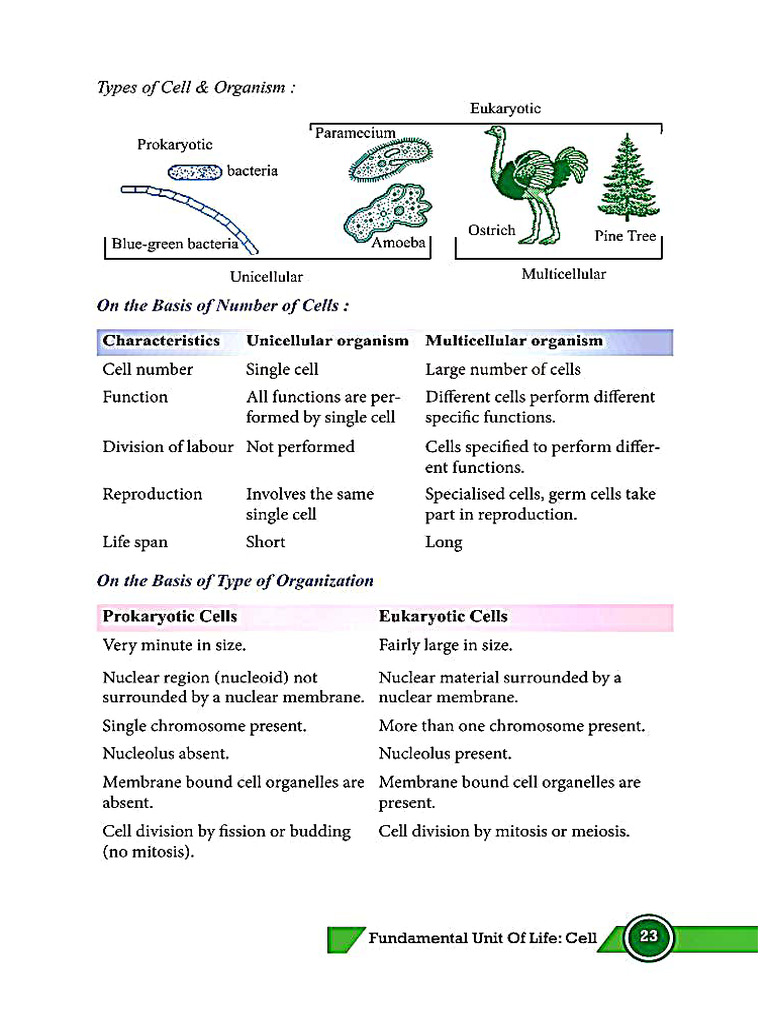 Cell Ix Notes | PDF
