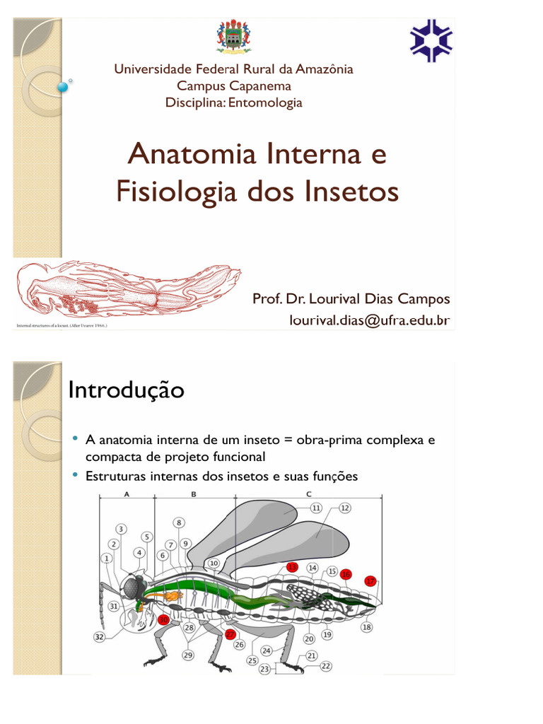 Aula Anatomia Interna e Fisiologia Dos Insetos - Parte 1 | PDF