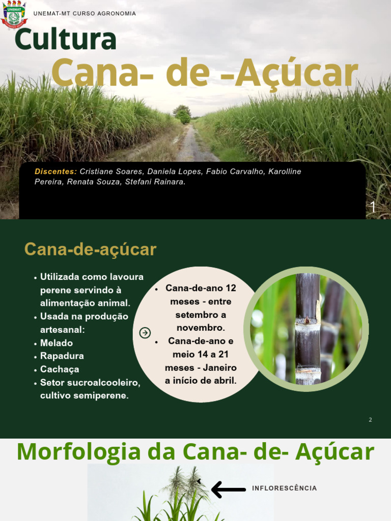 Manejo da Cultura da Cana-de-Açúcar | PDF | Fertilizante