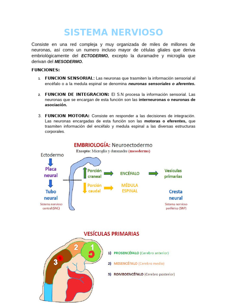 Funciones y Estructura del Sistema Nervioso | PDF | Sistema nervioso ...