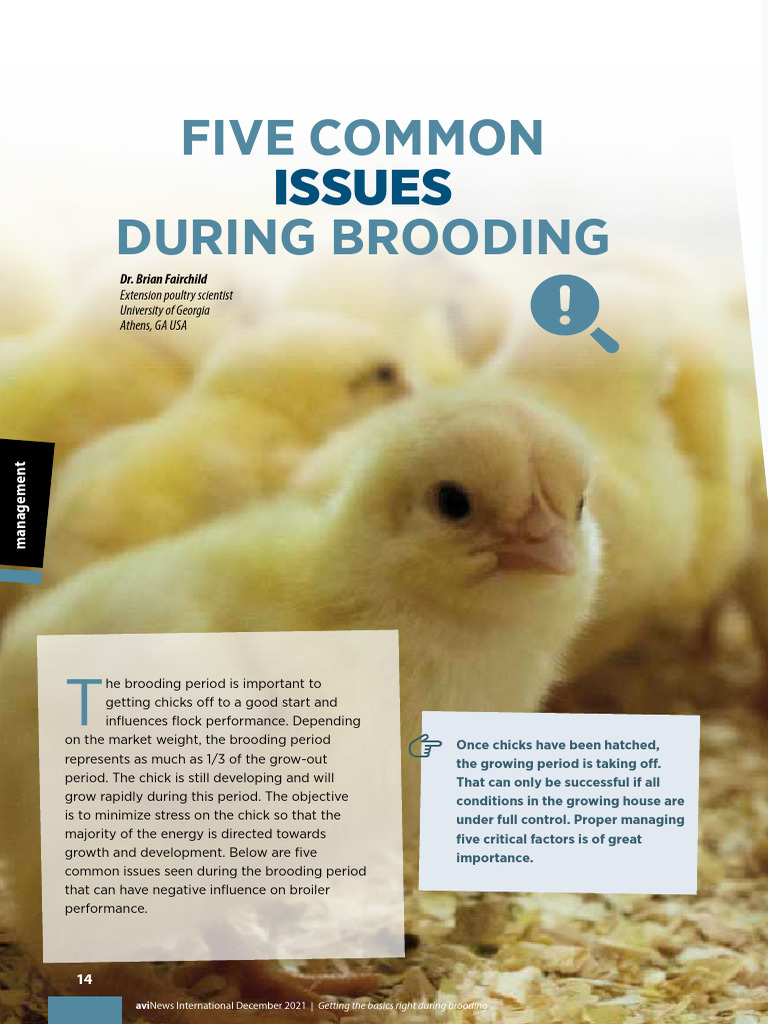 Common Issues During Brooding 1752095122 | PDF | Birds | Poultry Farming