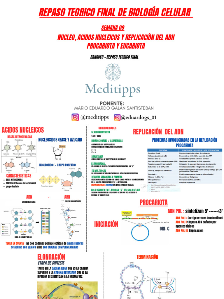 Repaso de Biología Celular y Molecular | PDF | Mitosis | Replicación De Adn