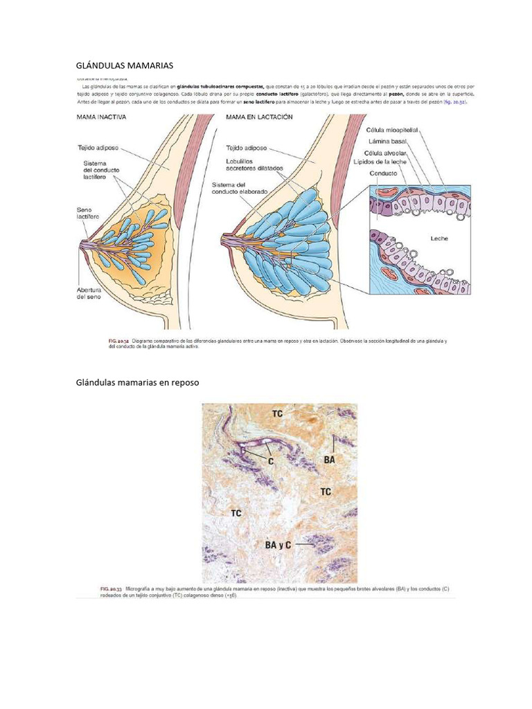 Glándulas Mamarias | PDF