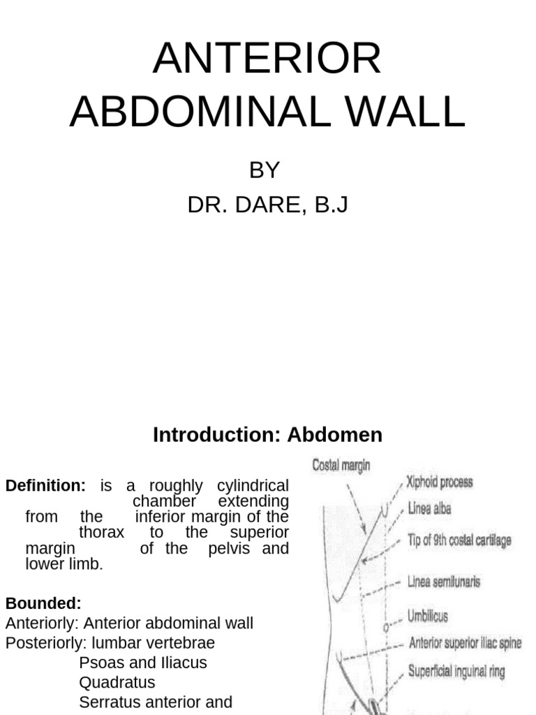 Anatomy of the Anterior Abdominal Wall | PDF | Abdomen ...