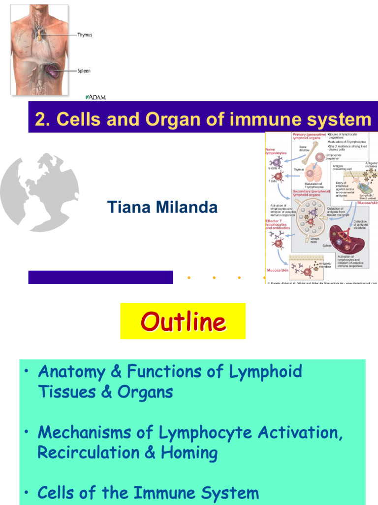 Immune System Cells and Organs Overview | PDF | Granulocyte | T Cell