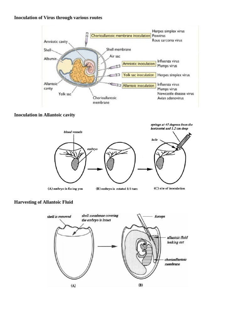 Embryonated Egg Inoculation Methods | PDF
