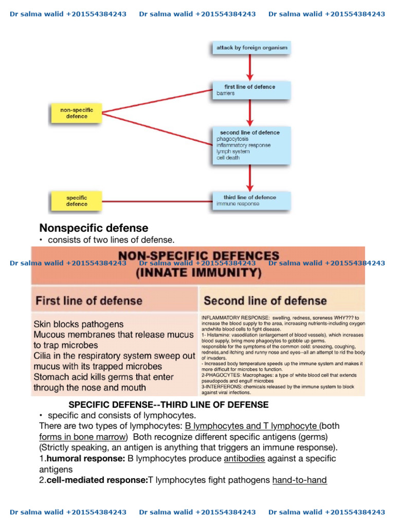Immune System: Defense Mechanisms Explained | PDF | Immune System ...