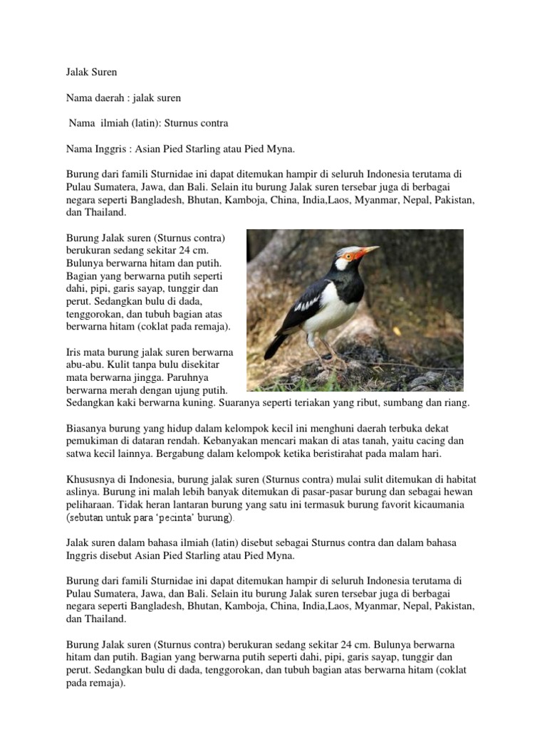 32++ Burung jalak hitam paruh kuning terupdate