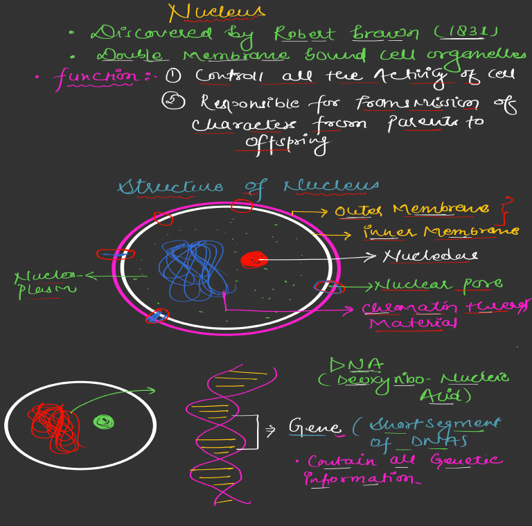 NOTES - Structure and Function of Nucleus | PDF