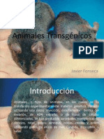 Animales Transgénicos