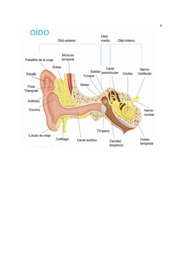 Oido | PDF