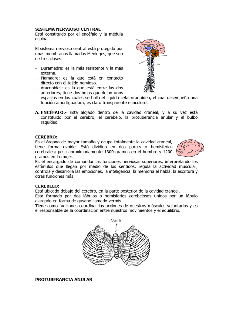 Estructura del Sistema Nervioso Central | PDF | Sistema nervioso ...