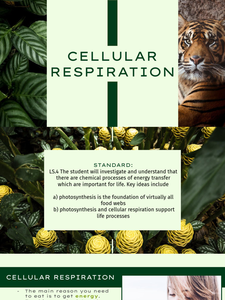 Cellular Respiration Presentation | PDF | Cellular Respiration ...