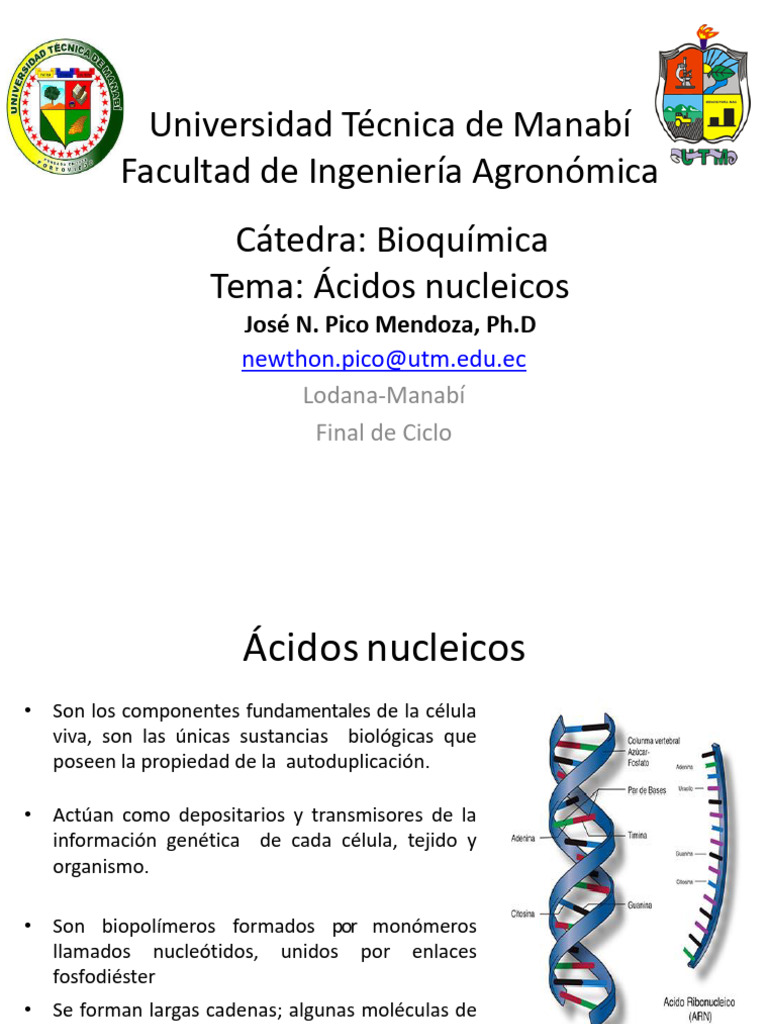 Funciones y Estructura de Ácidos Nucleicos | PDF | Rna | Ácidos nucleicos