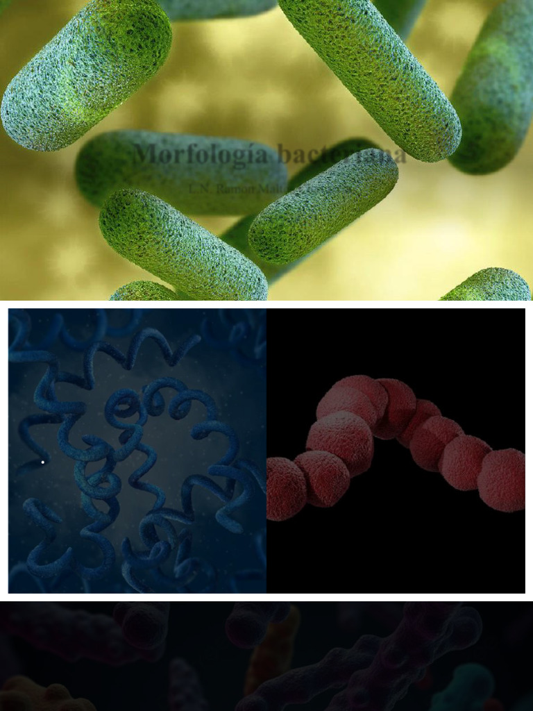 Morfología y clasificación bacteriana | PDF | Las bacterias | Procariota