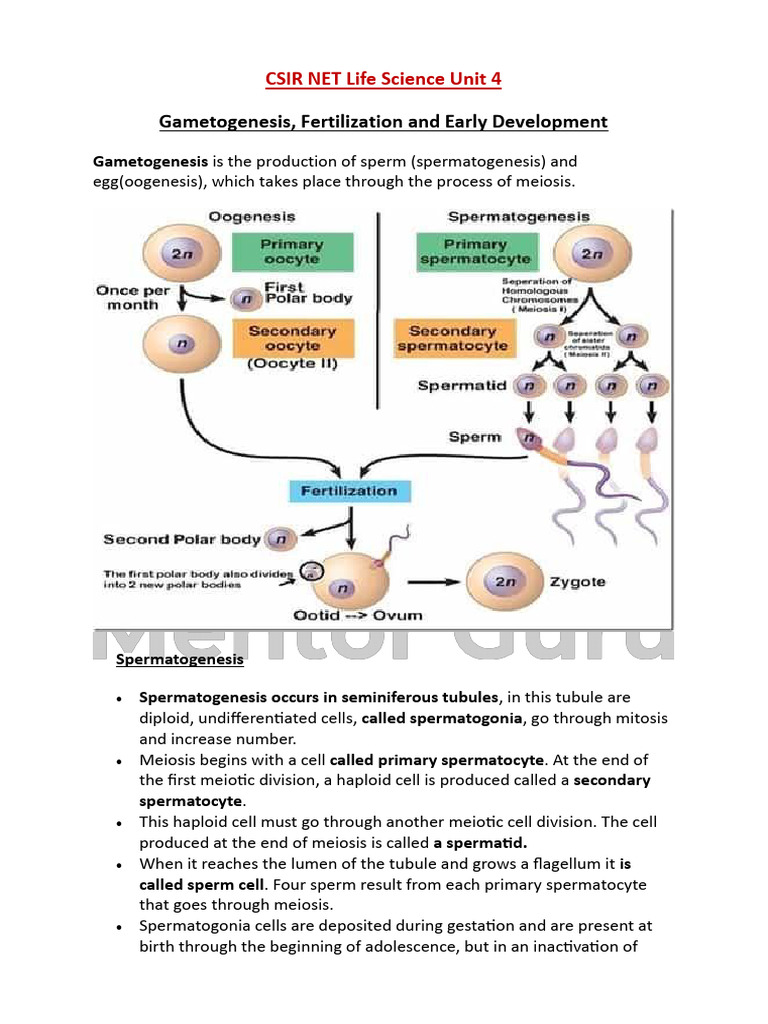 Gametogenesis and Fertilization Overview | PDF | Meiosis | Fertilisation