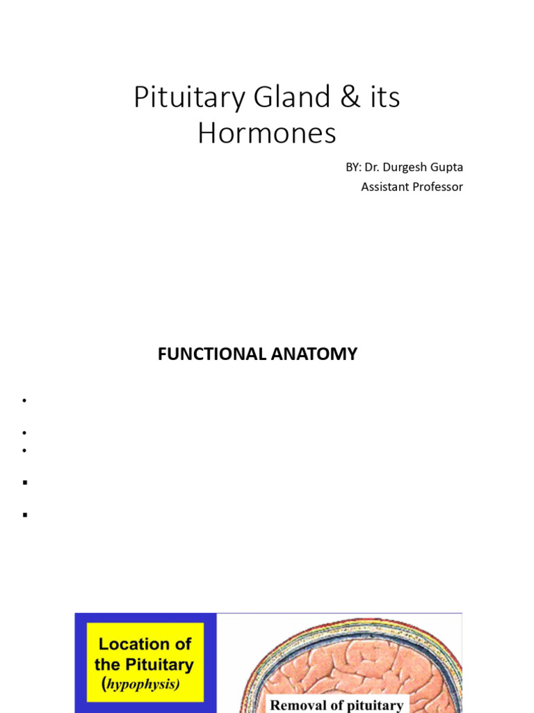 Understanding Pituitary Gland Hormones | PDF | Hypothalamus | Pituitary ...