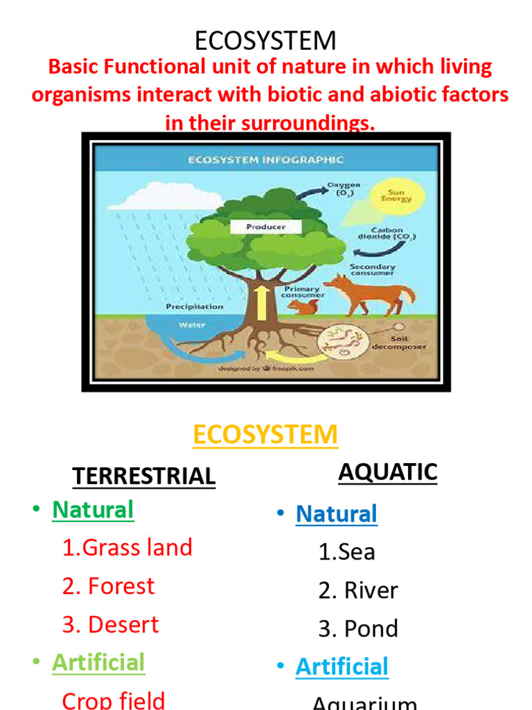 Understanding Ecosystem Structure and Function | PDF | Decomposition ...
