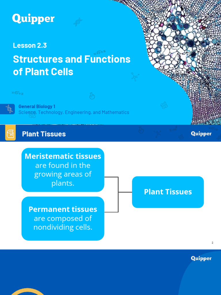 Structures and Functions of Plant Cell | PDF | Tissue (Biology) | Leaf