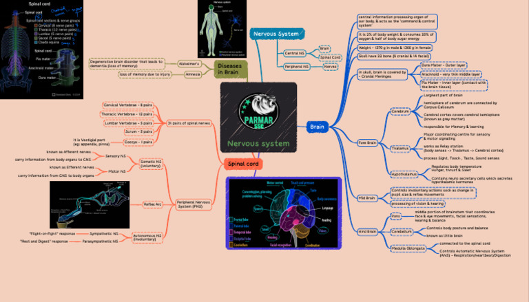 Nervous System Concept Map | PDF | Central Nervous System | Brain