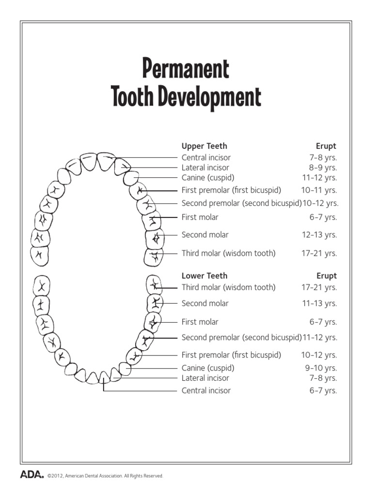 Tooth Eruption Timeline by Age | PDF