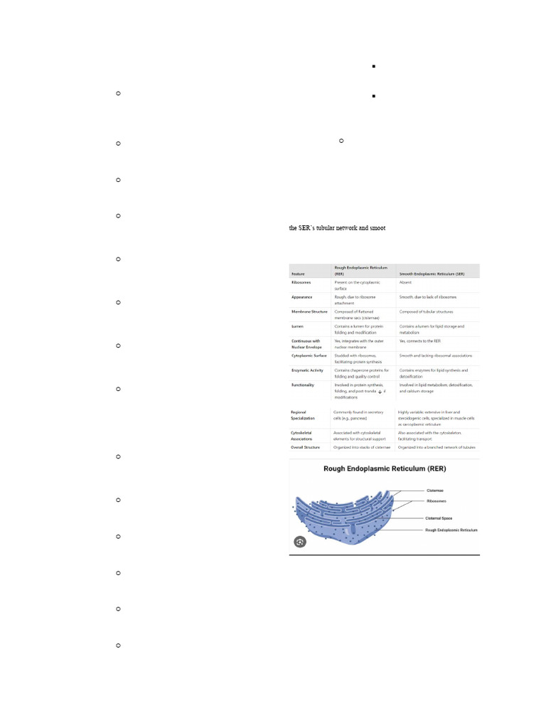 Role of RER in Protein Synthesis | PDF | Endoplasmic Reticulum ...