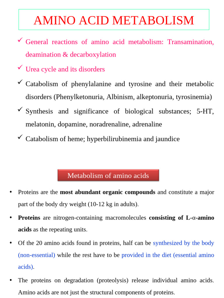 Amino Acid Metabolism Overview | PDF | Amino Acid | Transaminase