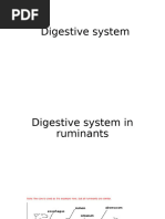 Rabbit Digestive System Anatomy Guide | PDF | Stomach ...