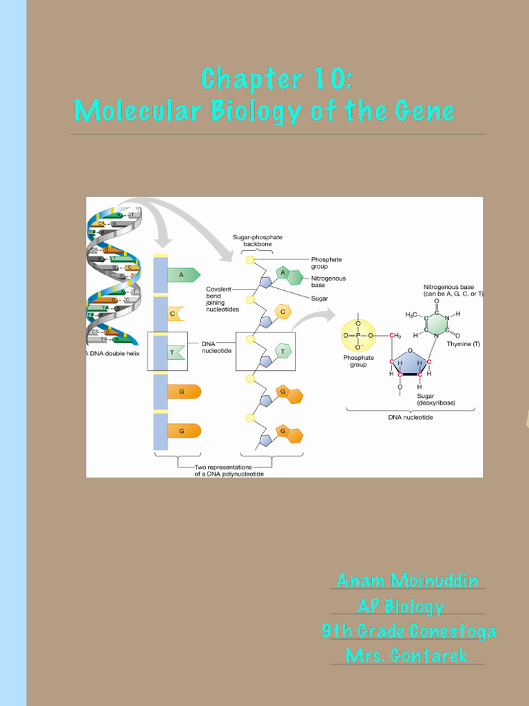 Unit 8 - Genes | PDF