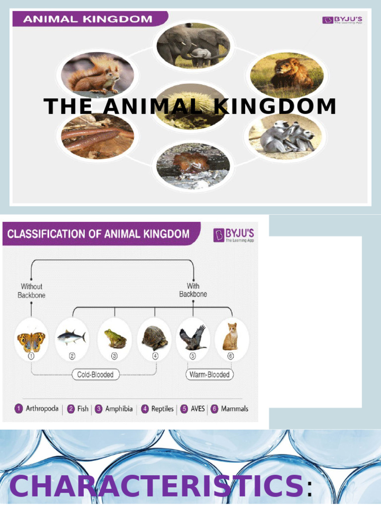 The Animal Kingdom | PDF