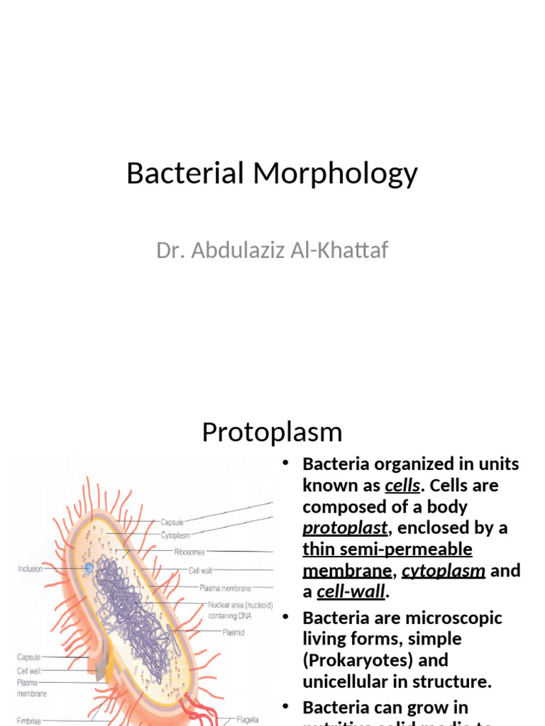 Understanding Bacterial Morphology | PDF | Bacteria | Cell (Biology)