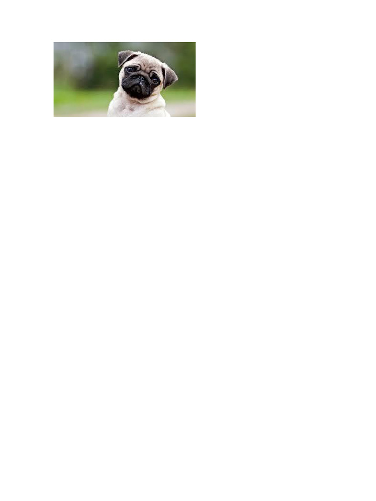Perro 01 | PDF