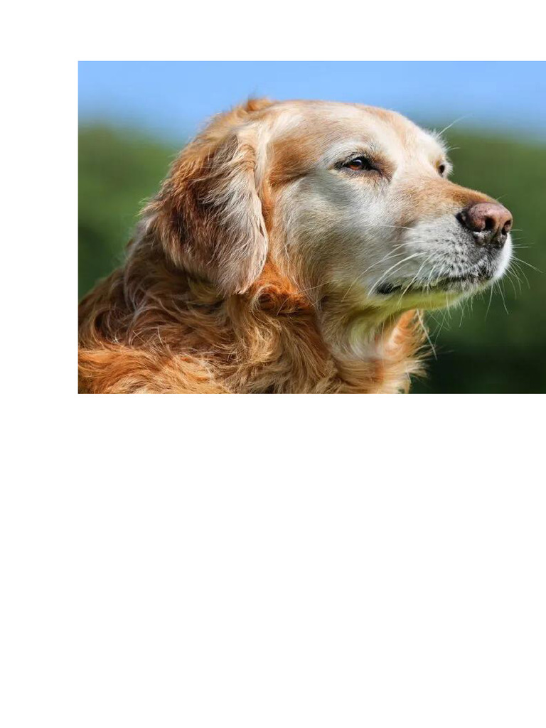 Perro 03 | PDF