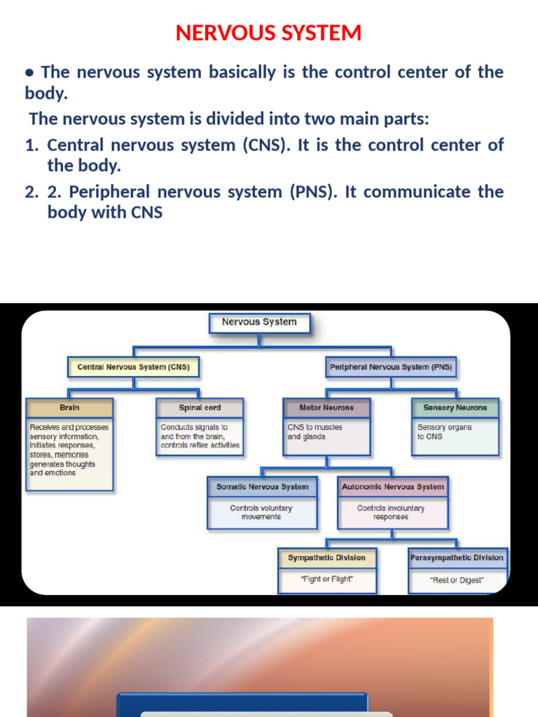 Overview of the Nervous System Functions | PDF | Chemical Synapse ...