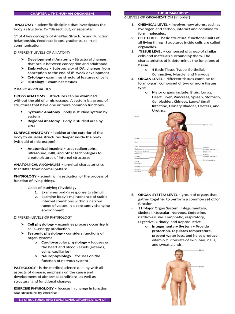 Anatomy and Physiology Overview | PDF | Human Body | Peritoneum