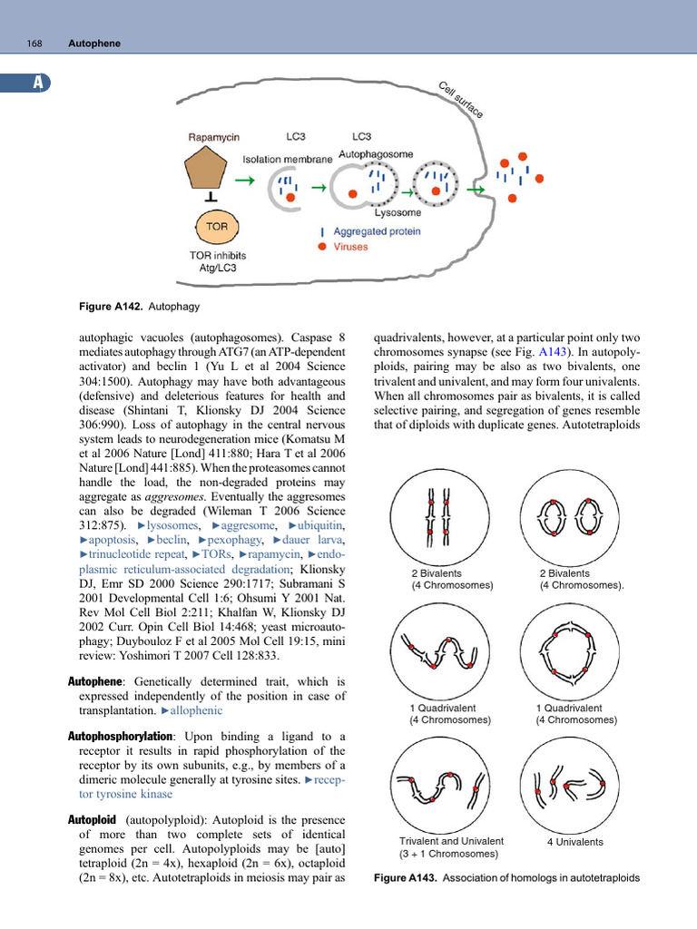 Autopolyploidy and Gametic Diversity | PDF | Ploidy | Meiosis